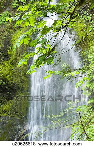 Marymere Falls, Olympic National Park View Large Photo Image Stock Photo - Marymere Falls, Olympic National Park. Fotosearch