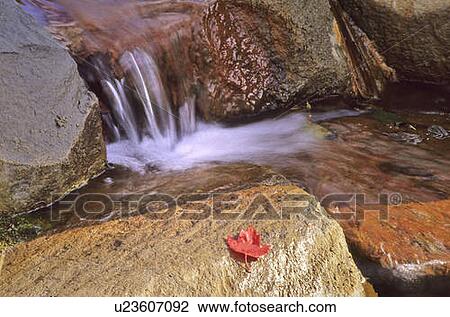 Waterfall flows over rocks with red maple leaf in foreground, Whistler, BC Canada View Large Photo Image Stock Image - Waterfall flows over rocks with red maple leaf in foreground, Whistler, BC Canada. Fotosearch