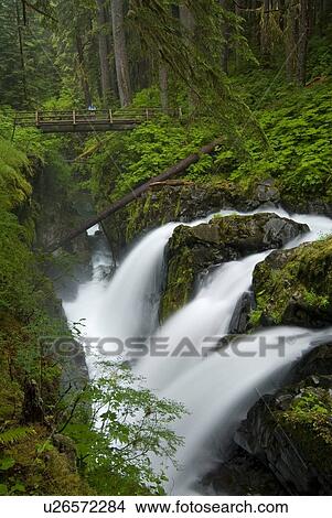 Waterfall plunges into a canyon in an Old-Growth Rainforest; USA, Washington, Olympic National Park, Sol Duc River View Large Photo Image Picture - Waterfall plunges into a canyon in an Old-Growth Rainforest; USA, Washington, Olympic National Park, Sol Duc River. Fotosearch