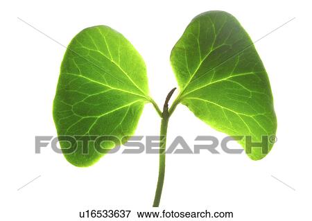 Close-up of a ginkgo leaf View Large Photo Image Stock Photo - Close-up of a ginkgo leaf. Fotosearch