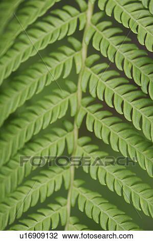 Close-up of a green fern leaf View Large Photo Image Stock Image - Close-up of a green fern leaf. Fotosearch