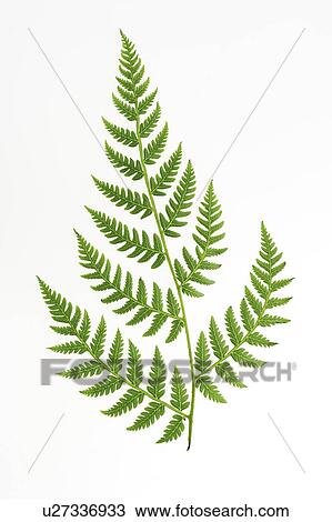 Close-up of a green fern leaf View Large Photo Image Stock Image - Close-up of a green fern leaf. Fotosearch