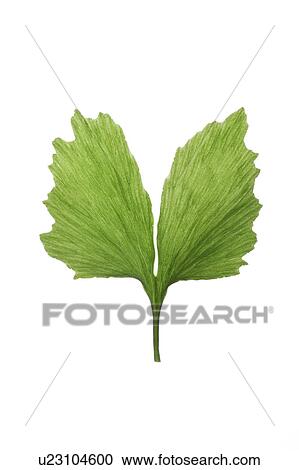 Stock Image - Close-up of a green gingko leaf on white background. Fotosearch