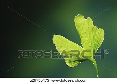 Stock Image - Close-up of a green gingko leaf with drips on it. Fotosearch