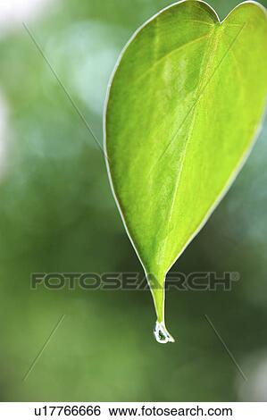 Stock Photograph - Close-up of a green leaf in heart shape with a water drop. Fotosearch