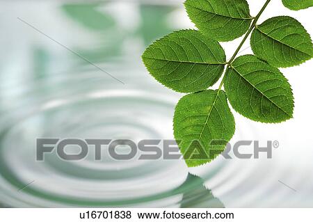 Close-up of a green leaf on ripped water View Large Photo Image Stock Photo - Close-up of a green leaf on ripped water. Fotosearch