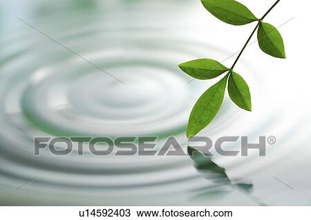 Stock Image - Close-up of a green leaf on rippled water. Fotosearch