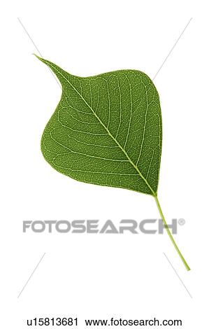 Close-up of a green leaf View Large Photo Image Stock Image - Close-up of a green leaf. Fotosearch