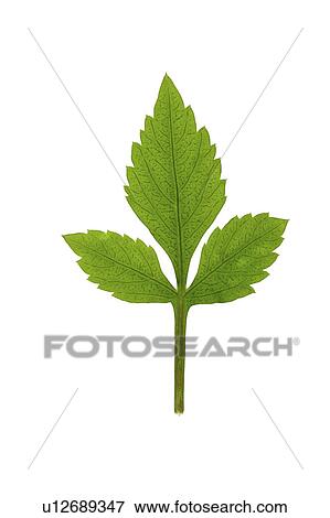 Close-up of a green leaf View Large Photo Image Stock Photo - Close-up of a green leaf. Fotosearch