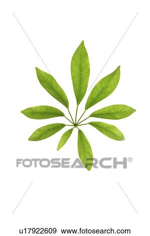 Stock Photo - Close-up of a green leaf. Fotosearch