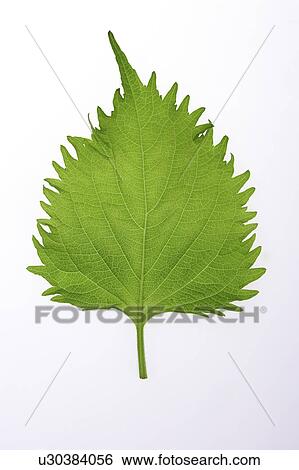 Stock Photograph - Close-up of a green leaf. Fotosearch