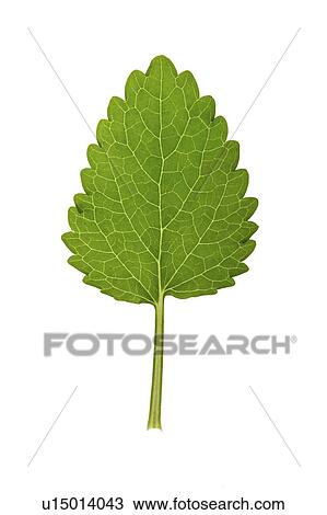 Close-up of a green mint leaf on white background View Large Photo Image Stock Image - Close-up of a green mint leaf on white background. Fotosearch