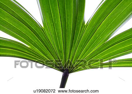 Close-up of a green palm leaf View Large Photo Image Stock Image - Close-up of a green palm leaf. Fotosearch