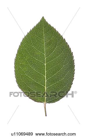 Stock Photo - Close-up of a green pepper mint leaf. Fotosearch