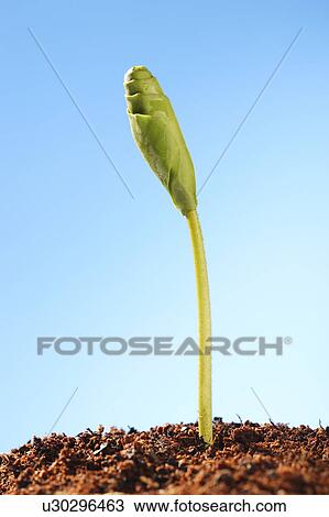 Close-up of a sprout from earth to the blue sky View Large Photo Image Stock Image - Close-up of a sprout from earth to the blue sky. Fotosearch