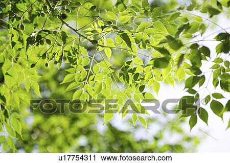 Close-up of a tree of green leaves View Large Photo Image Stock Image - Close-up of a tree of green leaves. Fotosearch