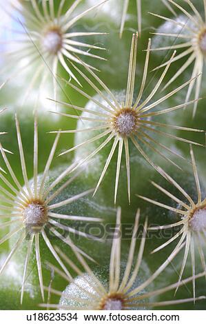 Picture - Close-up of barrel cactus. Fotosearch