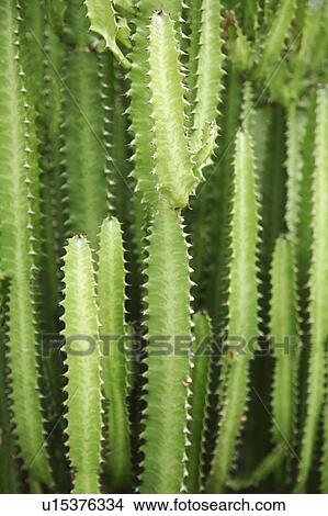 Close-up of cactus View Large Photo Image Picture - Close-up of cactus. Fotosearch