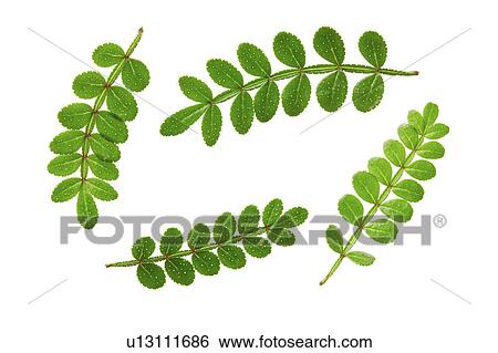 Close-up of four green leaves View Large Photo Image Stock Photograph - Close-up of four green leaves. Fotosearch