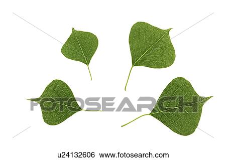 Close-up of four green leaves View Large Photo Image Stock Photograph - Close-up of four green leaves. Fotosearch