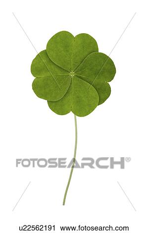 Stock Image - Close-up of four-leaf clover. Fotosearch