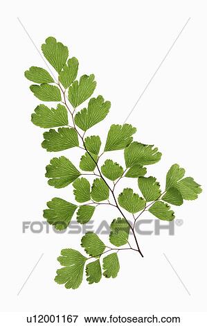 Stock Photo - Close-up of gingko green leaves. Fotosearch