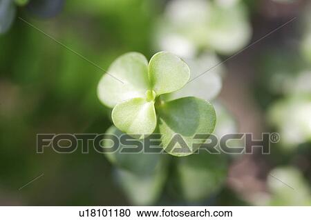 Stock Image - Close-up of green clover leaves in sunlight. Fotosearch