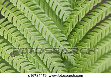 Close-up of green fern leaves, full frame View Large Photo Image Stock Photograph - Close-up of green fern leaves, full frame. Fotosearch