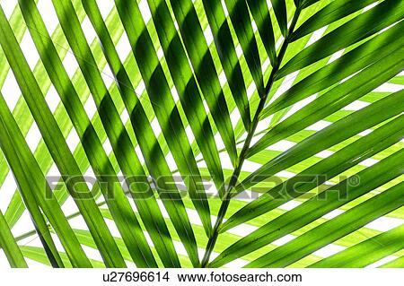 Close-up of green leaves, full frame View Large Photo Image Picture - Close-up of green leaves, full frame. Fotosearch