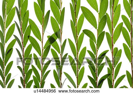 Close-up of green leaves, full frame View Large Photo Image Stock Photograph - Close-up of green leaves, full frame. Fotosearch