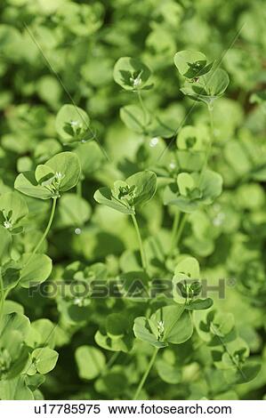Stock Photography - Close-up of green leaves, full frame. Fotosearch