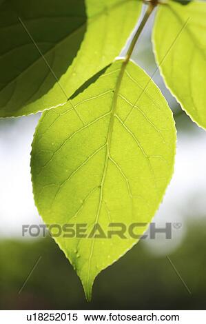 Stock Photography - Close-up of green leaves in backlight. Fotosearch