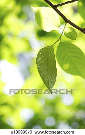 Stock Photo - Close-up of green leaves in sunlight background. Fotosearch