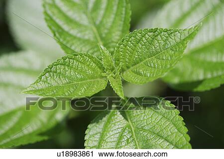 Stock Image - Close-up of green leaves of pennyroyal. Fotosearch
