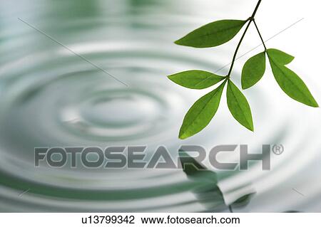 Close-up of green leaves on rippled water View Large Photo Image Stock Image - Close-up of green leaves on rippled water. Fotosearch