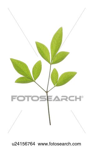 Picture - Close-up of green leaves. Fotosearch