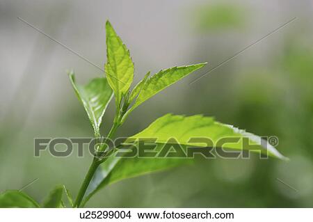 Close-up of green leaves View Large Photo Image Picture - Close-up of green leaves. Fotosearch