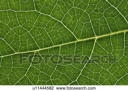 Close-up of green leaves View Large Photo Image Stock Image - Close-up of green leaves. Fotosearch