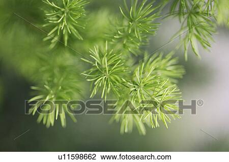 Stock Image - Close-up of green leaves. Fotosearch