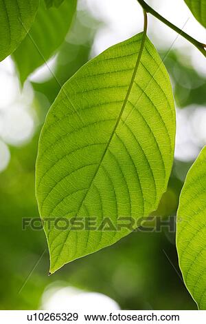 Close-up of green leaves View Large Photo Image Stock Photo - Close-up of green leaves. Fotosearch