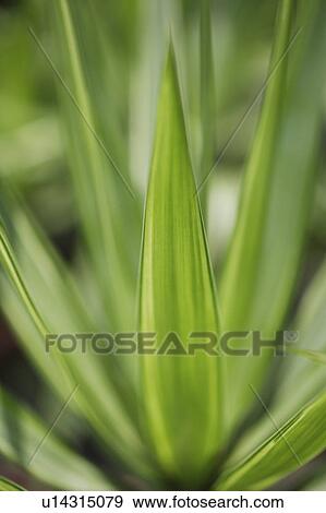Close-up of green leaves View Large Photo Image Stock Photo - Close-up of green leaves. Fotosearch