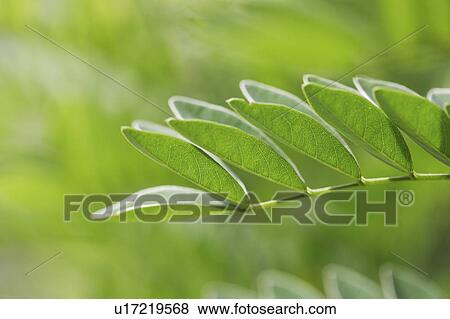Close-up of green leaves View Large Photo Image Stock Photo - Close-up of green leaves. Fotosearch