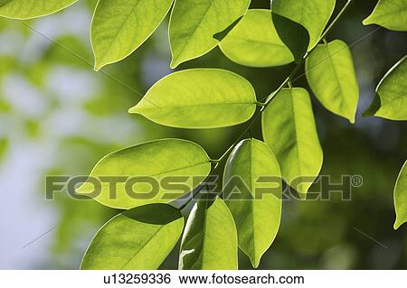 Close-up of green leaves View Large Photo Image Stock Photograph - Close-up of green leaves. Fotosearch