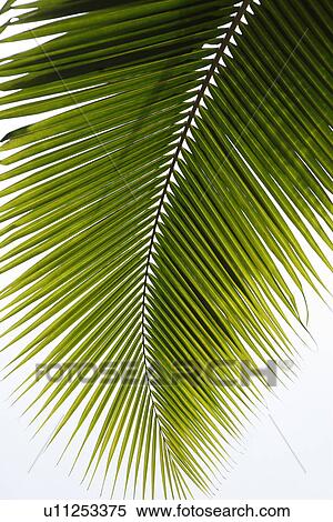 Close-up of green leaves View Large Photo Image Stock Photography - Close-up of green leaves. Fotosearch