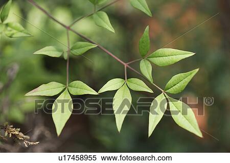 Stock Photography - Close-up of green leaves. Fotosearch
