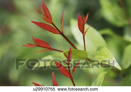 Stock Photography - Close-up of green leaves with red sprouts. Fotosearch