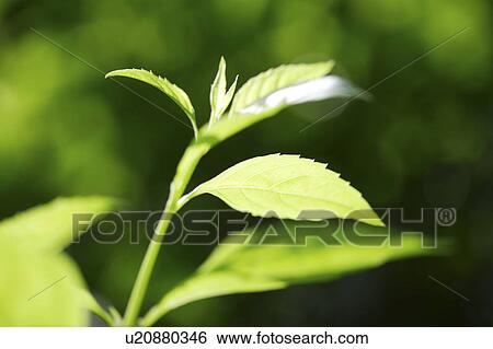 Close-up of green leaves with sprout View Large Photo Image Stock Photograph - Close-up of green leaves with sprout. Fotosearch