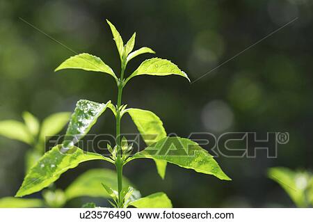 Close-up of green leaves with sprouts in sunlight View Large Photo Image Stock Image - Close-up of green leaves with sprouts in sunlight. Fotosearch