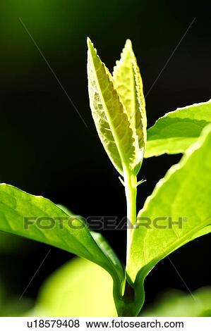 Stock Photo - Close-up of green leaves with sprouts. Fotosearch