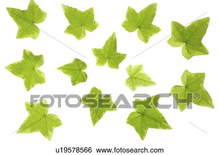 Close-up of green leaves with star shape View Large Photo Image Stock Photograph - Close-up of green leaves with star shape. Fotosearch